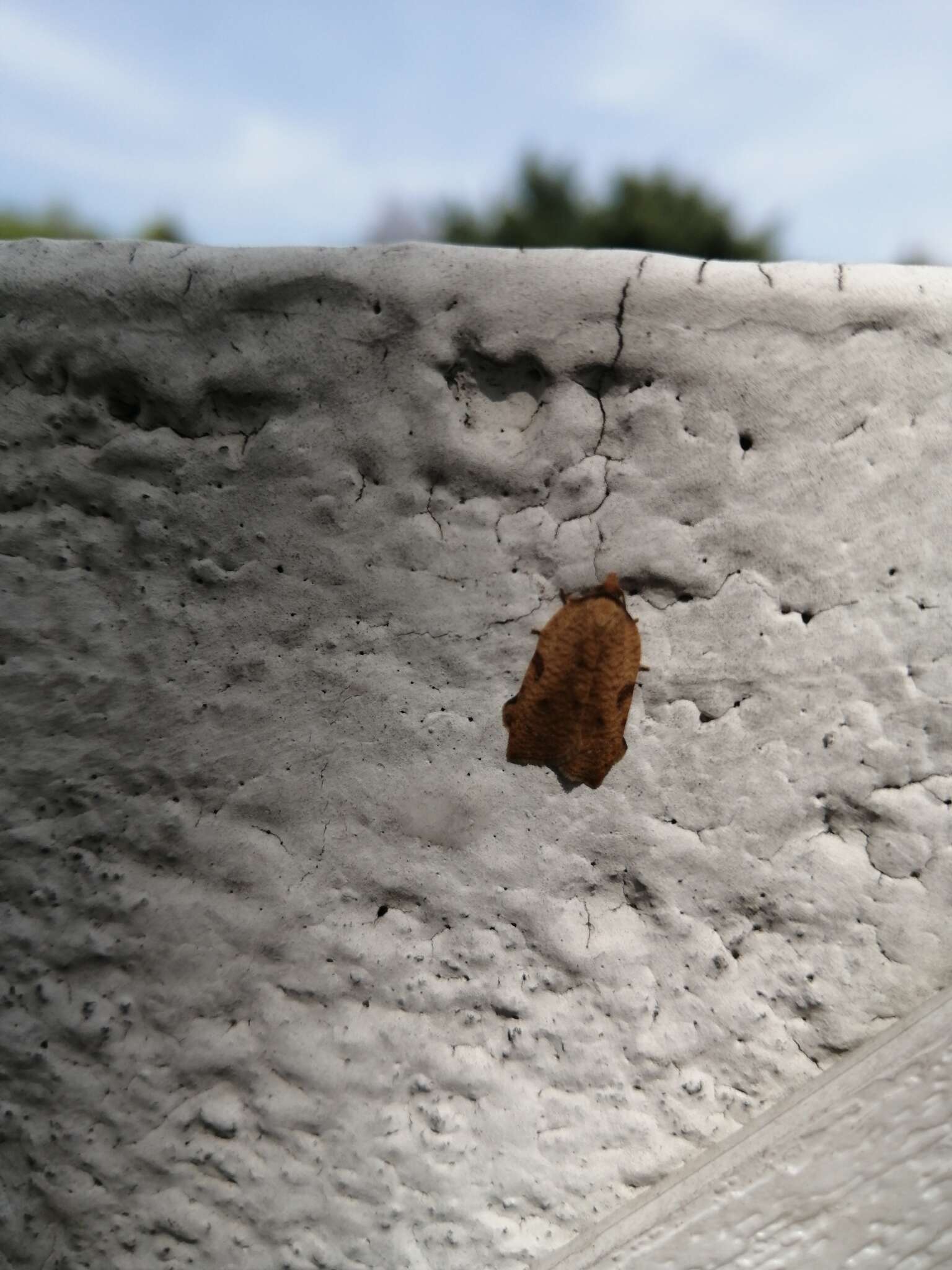 Image of Western Avocado Leafroller Moth