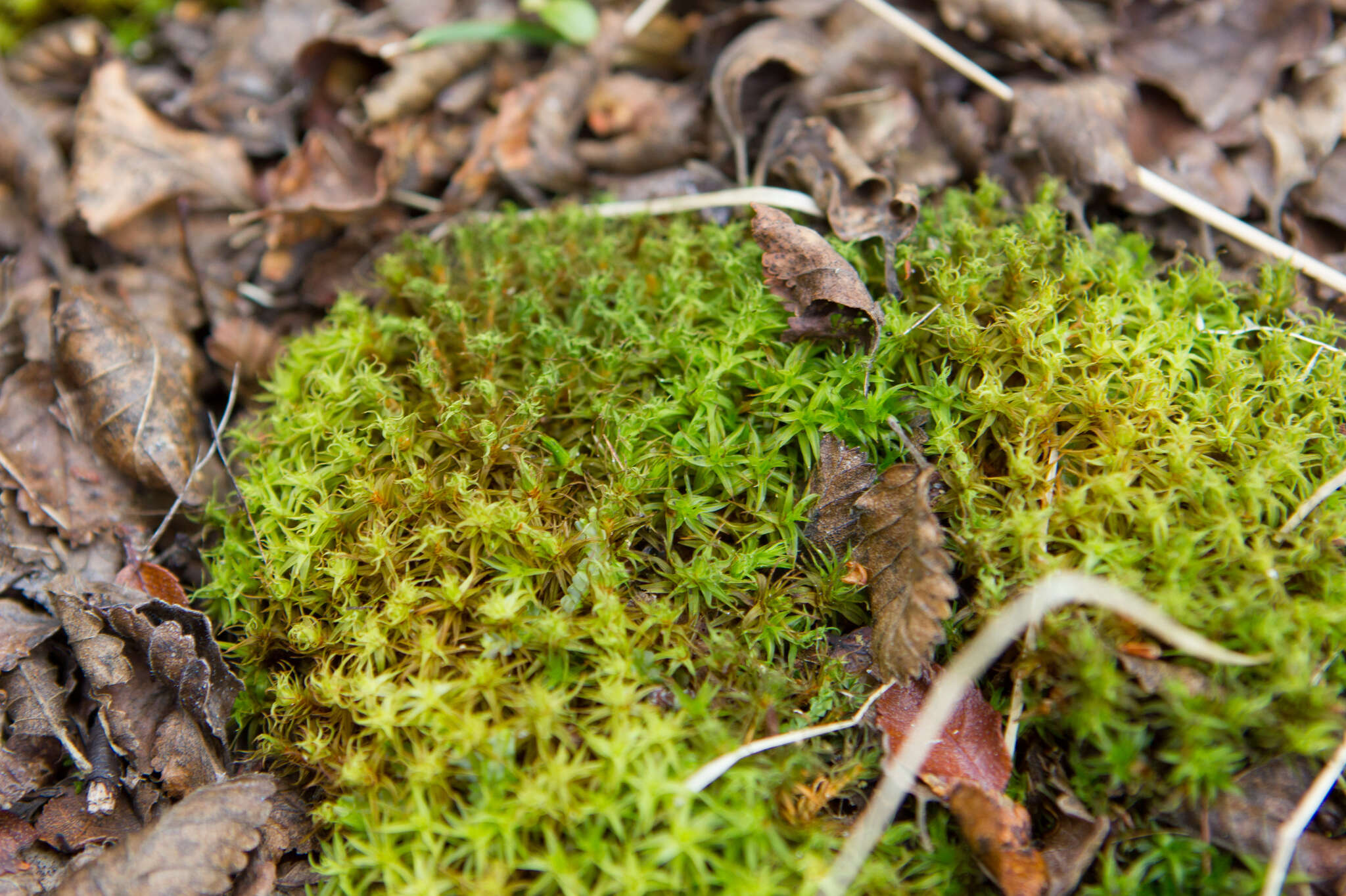 Image of Syntrichia robusta Zander 1993