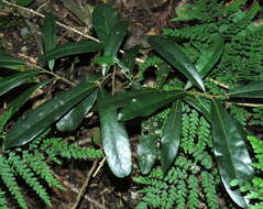 Image of Cryptocarya obovata R. Br.