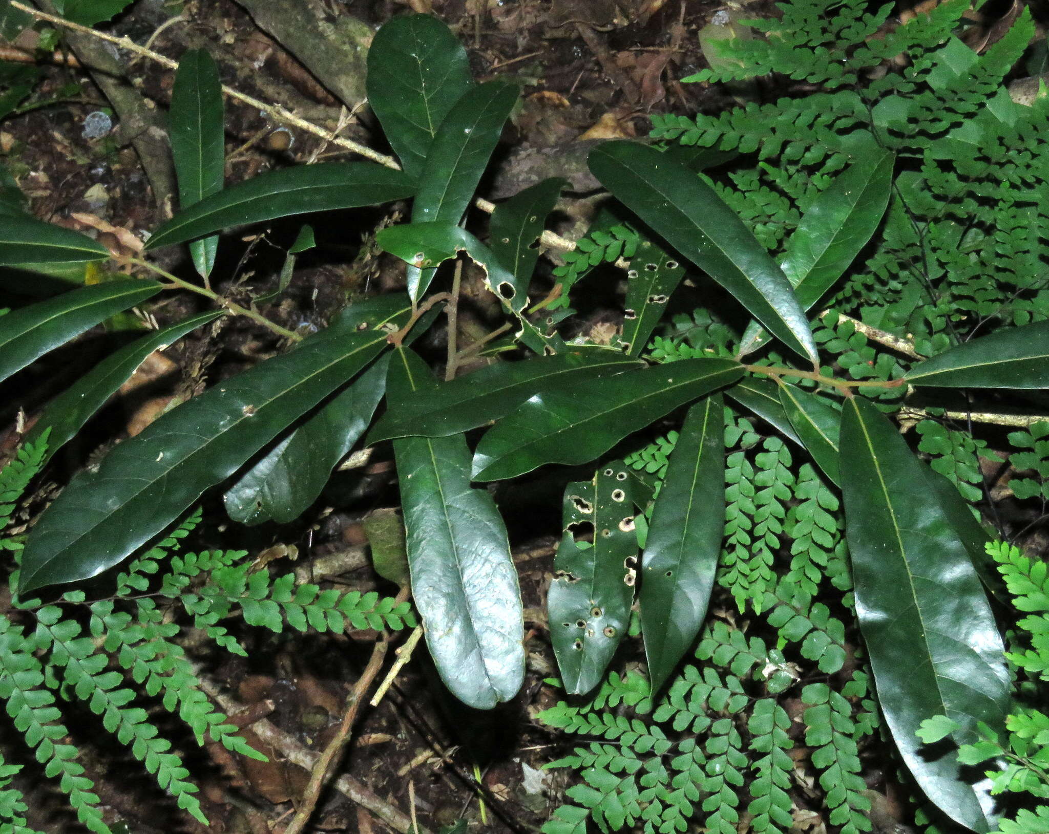 Image of Cryptocarya obovata R. Br.