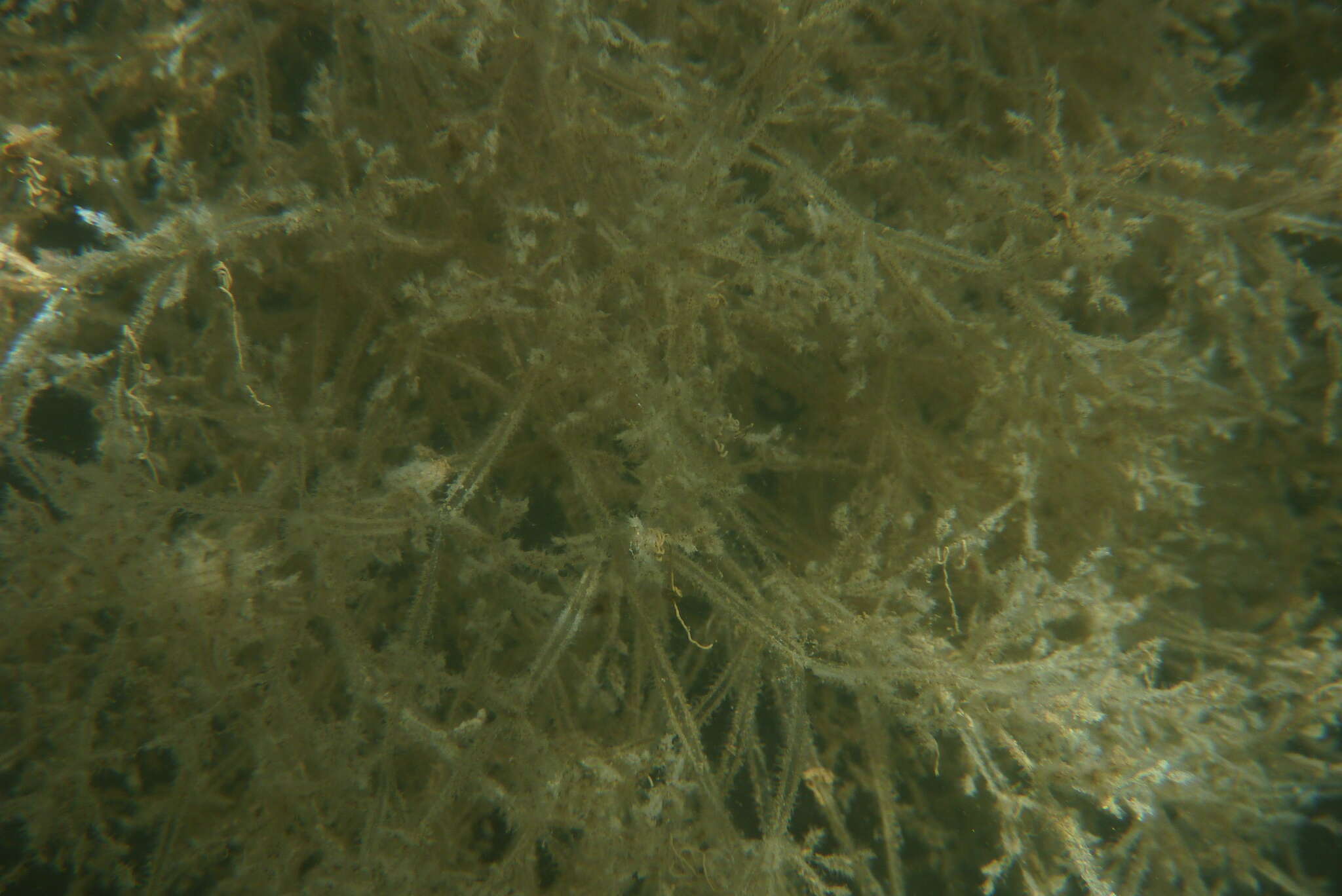 Image of Spaghetti bryozoan