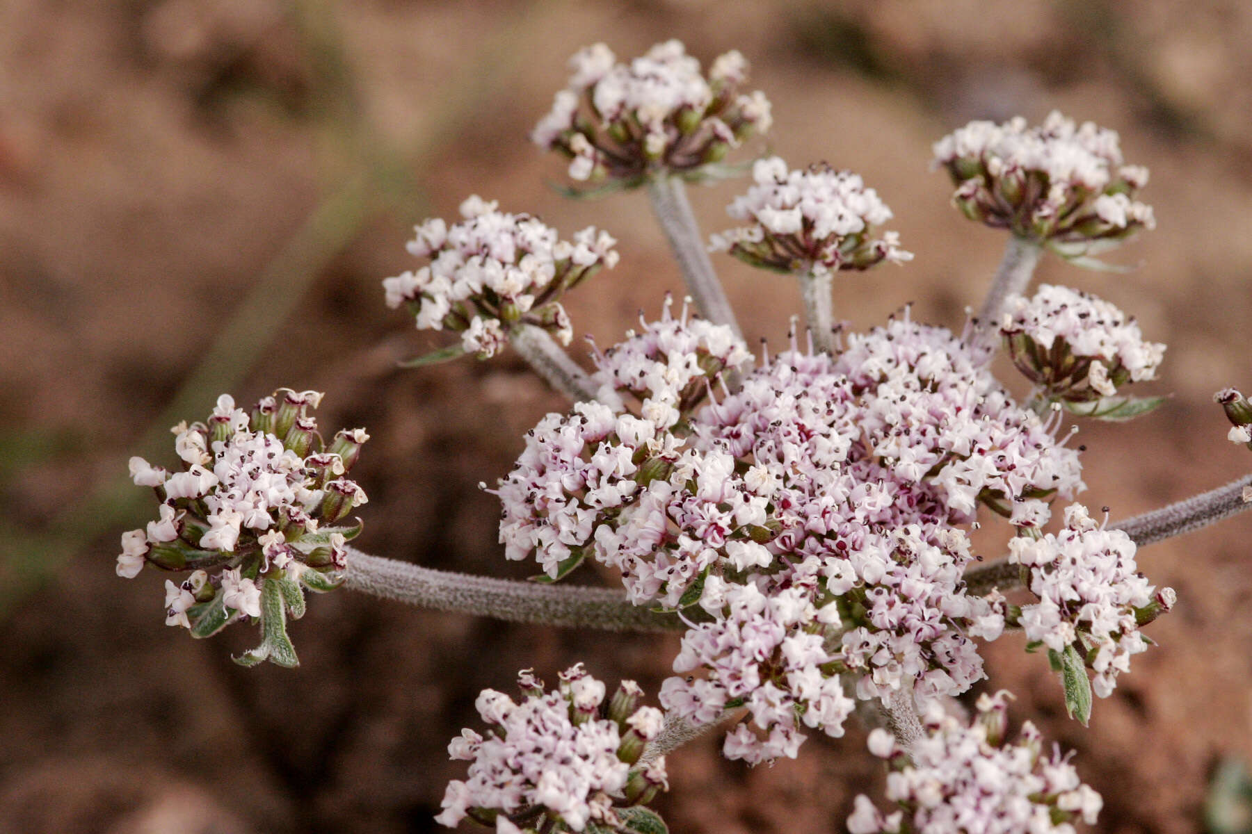 Image of Parish's biscuitroot