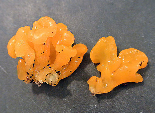 Image of <i>Dacrymyces palmatus</i>