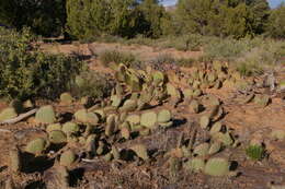 Image of Golden Prickly-pear