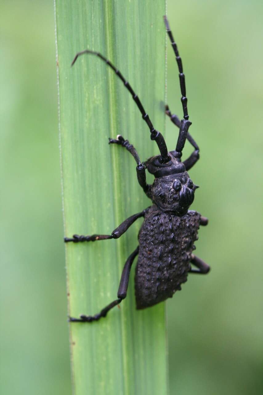 Слика од Aethalodes verrucosus Gahan 1888