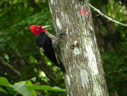 Image of Robust Woodpecker