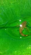 Image of Banded Sculpin