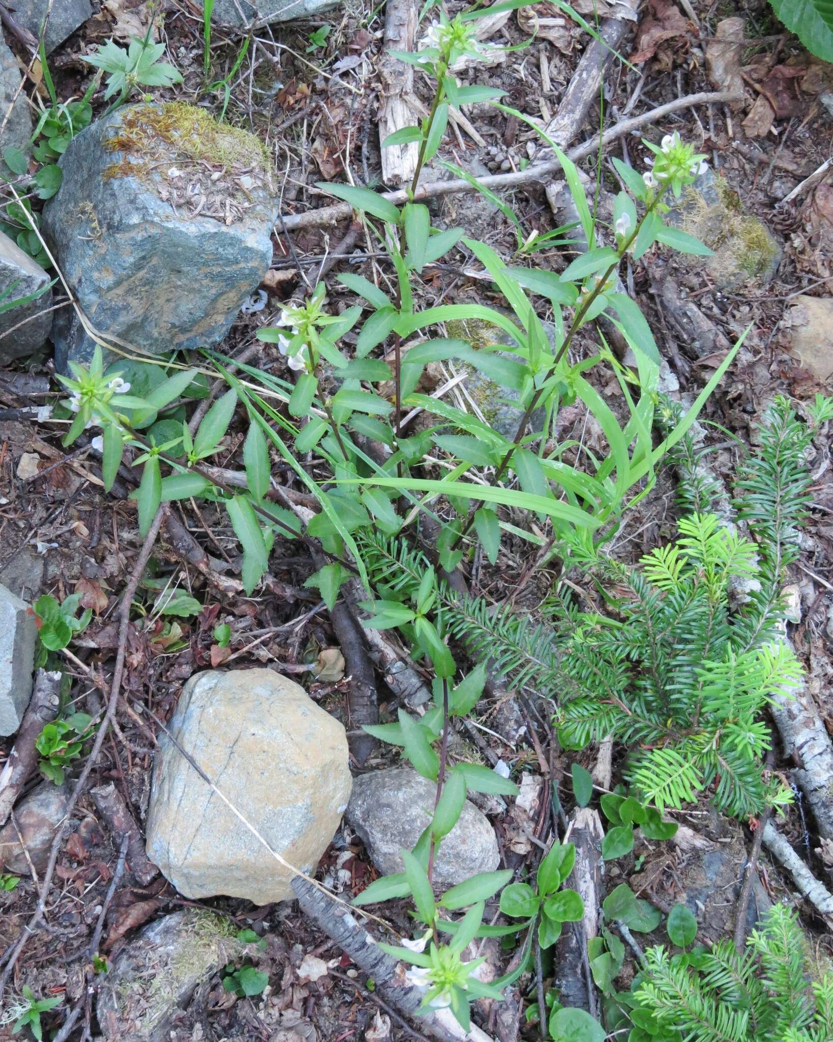 Image of sickletop lousewort