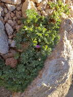 Слика од Oxalis adenophylla Gill.