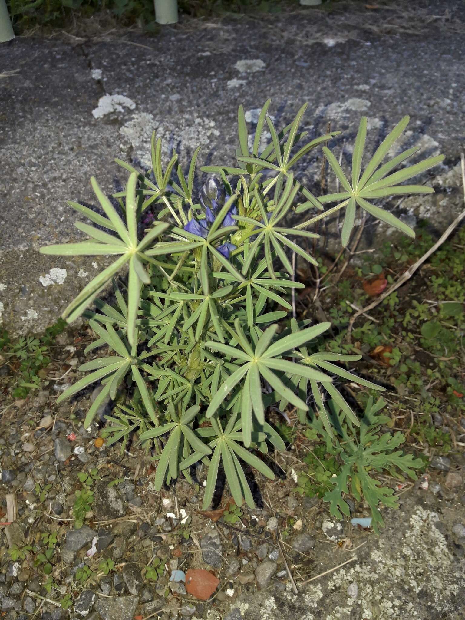 Image of Lupinus regalis Bergmans