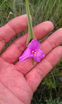 Image of Tradescantia hirta D. R. Hunt