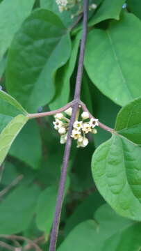 Image of Marsdenia astephanoides (A. Gray) R. E. Woodson