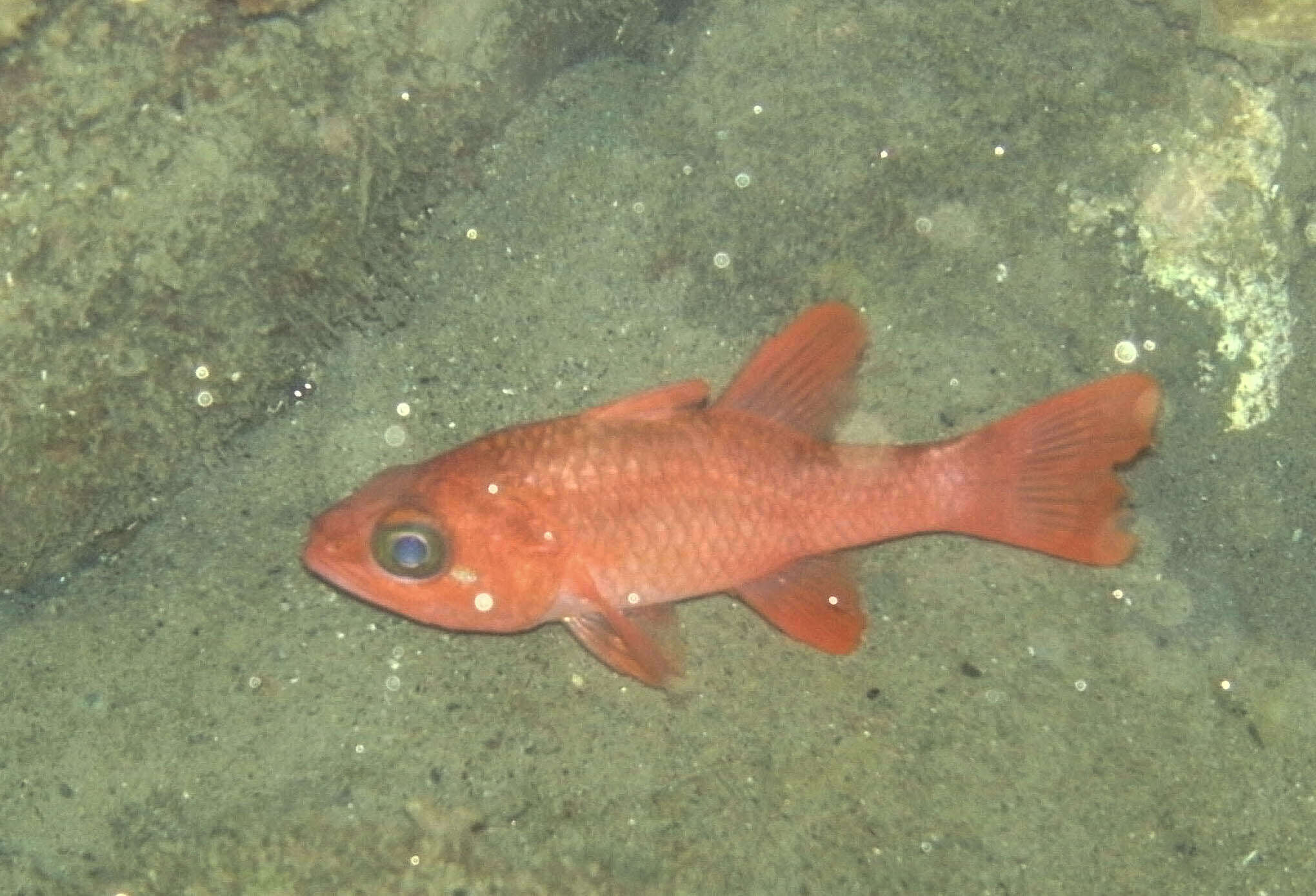 Image of Broadsaddle cardinalfish