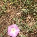 Convolvulus galaticus Rostan ex Choisy resmi