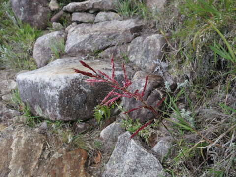 Imagem de Saccharum viguieri (A. Camus) Clayton