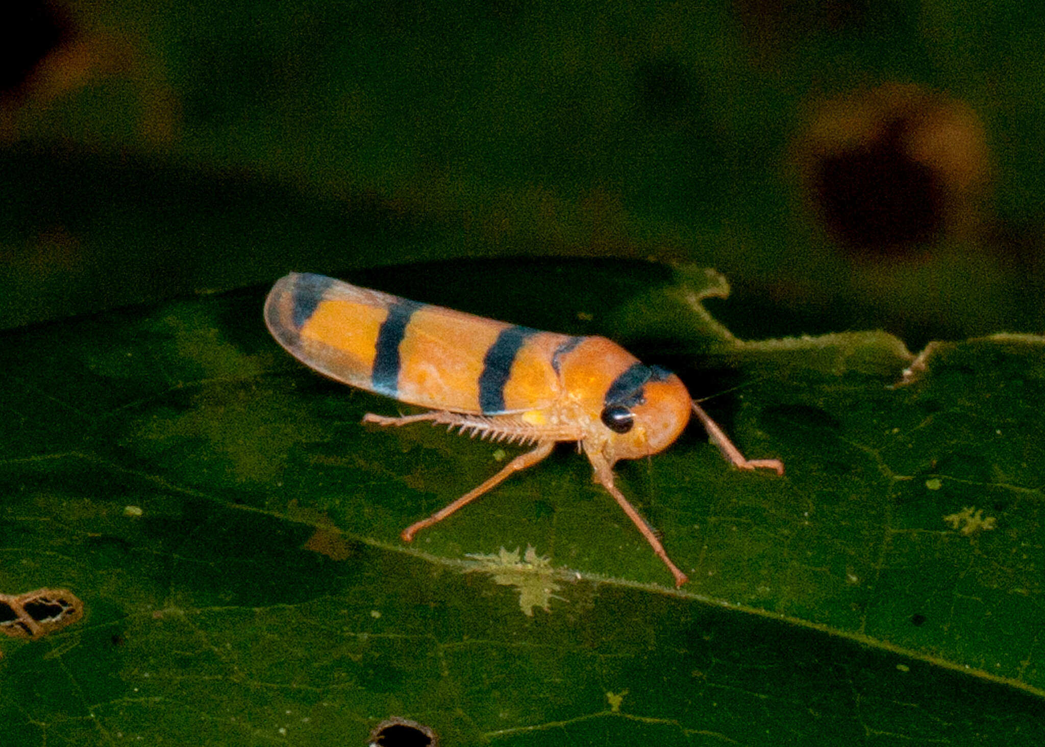 Image of Cardioscarta quadrifasciata (Linnaeus 1758)