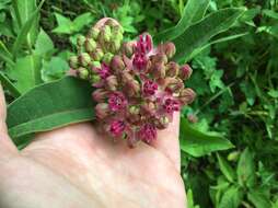 Image of purple milkweed