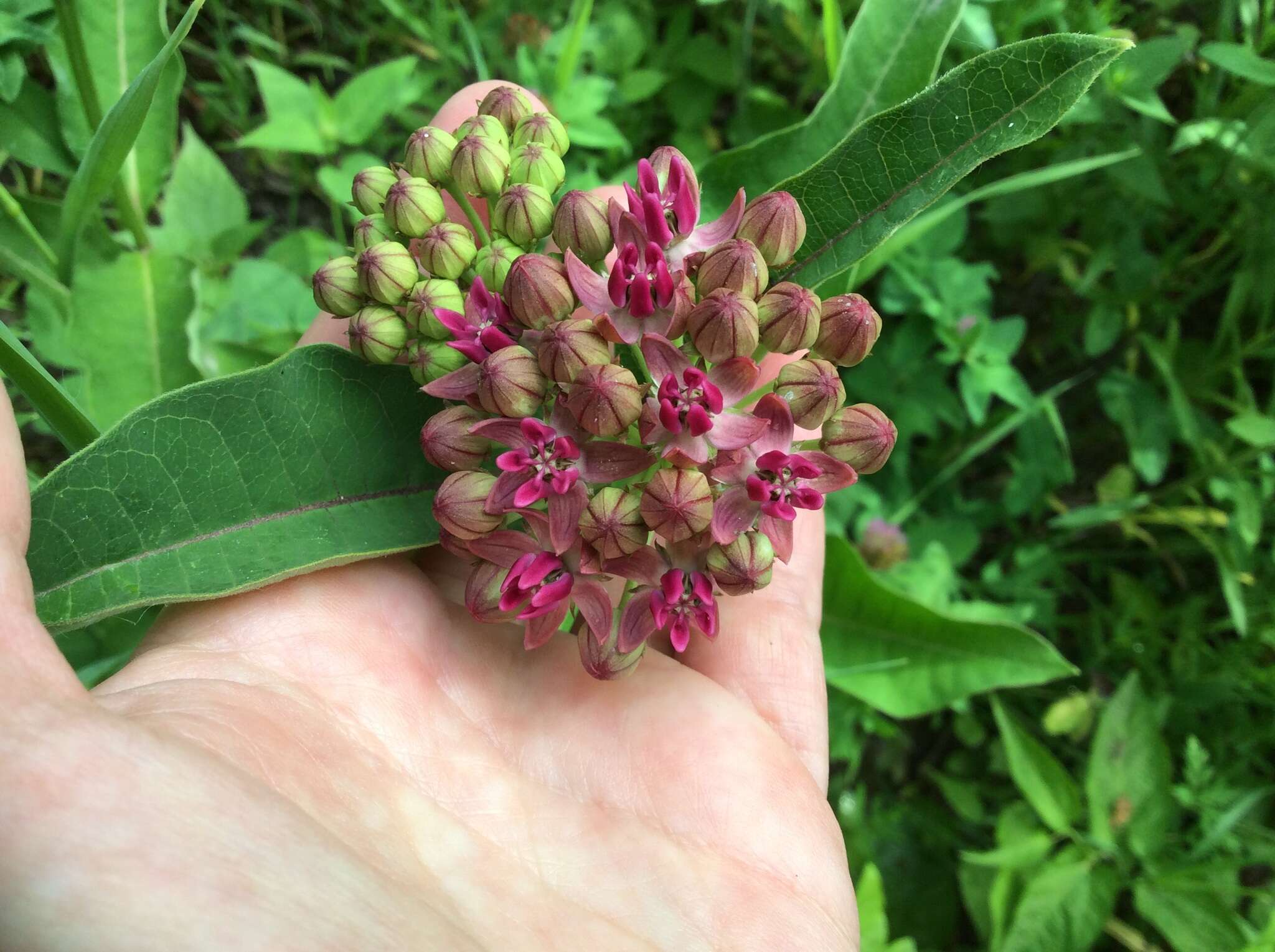 Image of purple milkweed