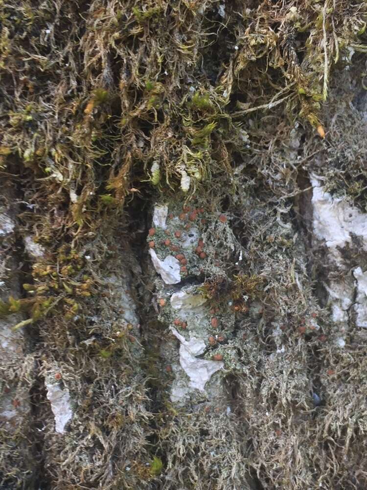 Image of dotted lichen