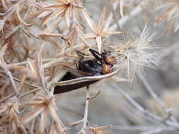 Image of Lytta (Paralytta) vulnerata (Le Conte 1851)