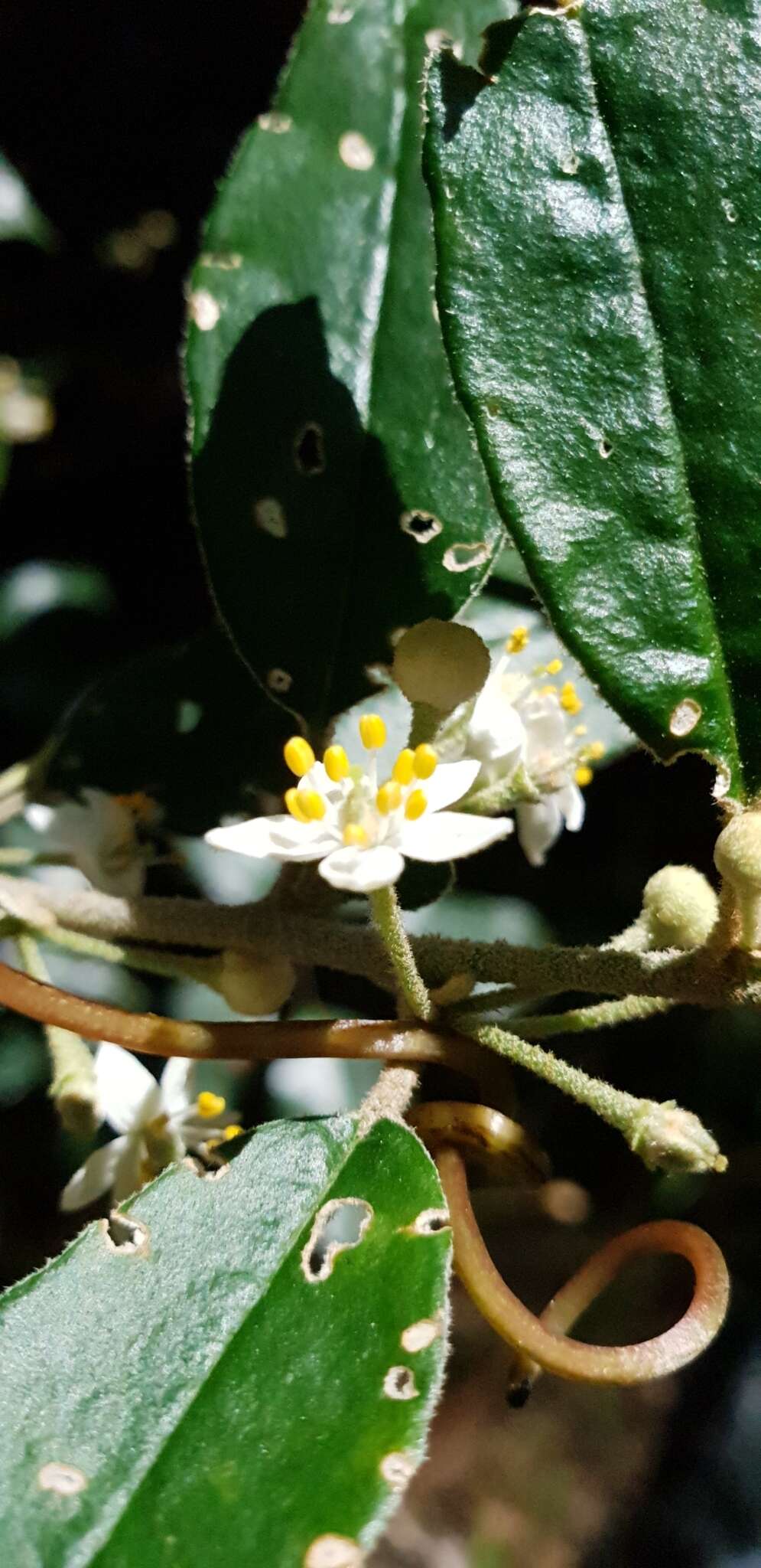 Image of Asterolasia correifolia (A. Juss.) Benth.