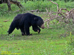 Image of Sri Lankan sloth bear