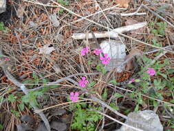 Image of Saponaria calabrica Guss.