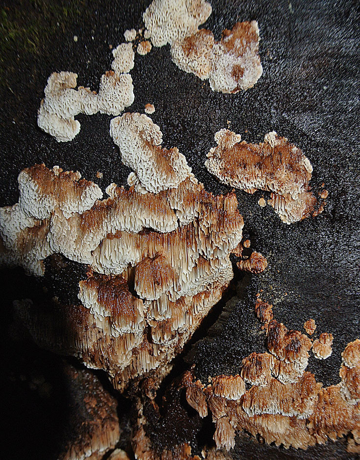 Image of Pycnoporellus spp.