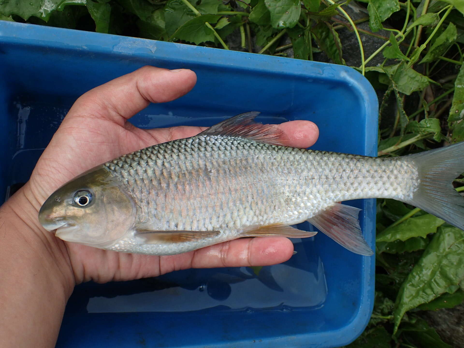 Image of Onychostoma