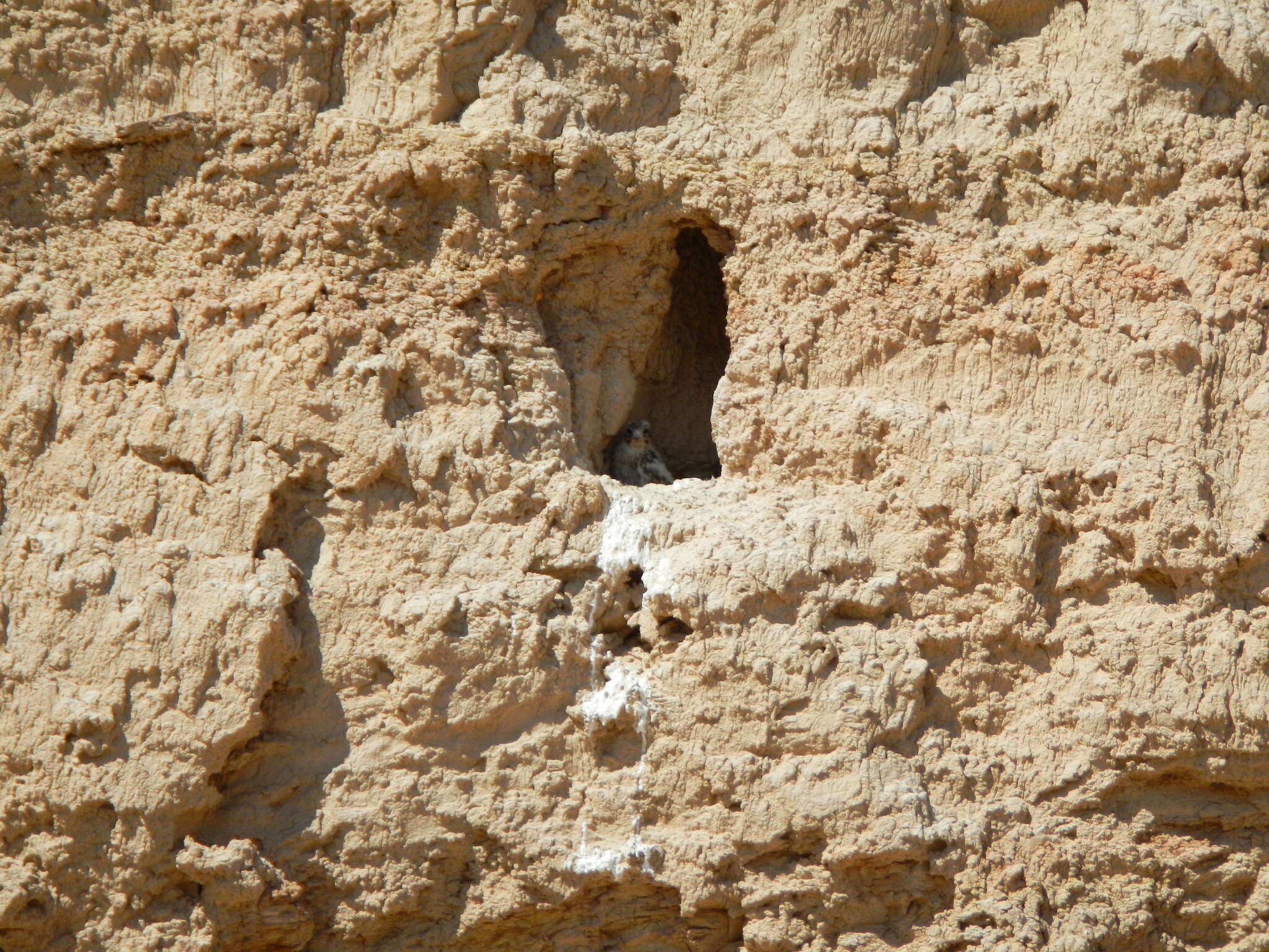 Image of Prairie Falcon