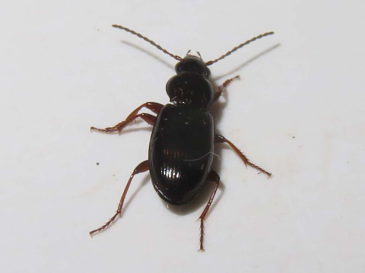 Image of Pterostichus (Phonias) strenuus (Panzer 1796)