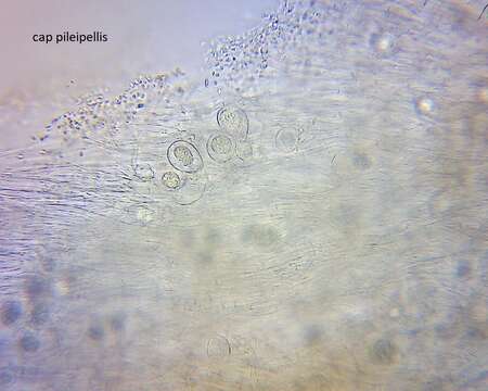 Sivun Singerocybe clitocyboides (Cooke & Massee) Zhu L. Yang, J. Qin & Ratkowsky 2014 kuva