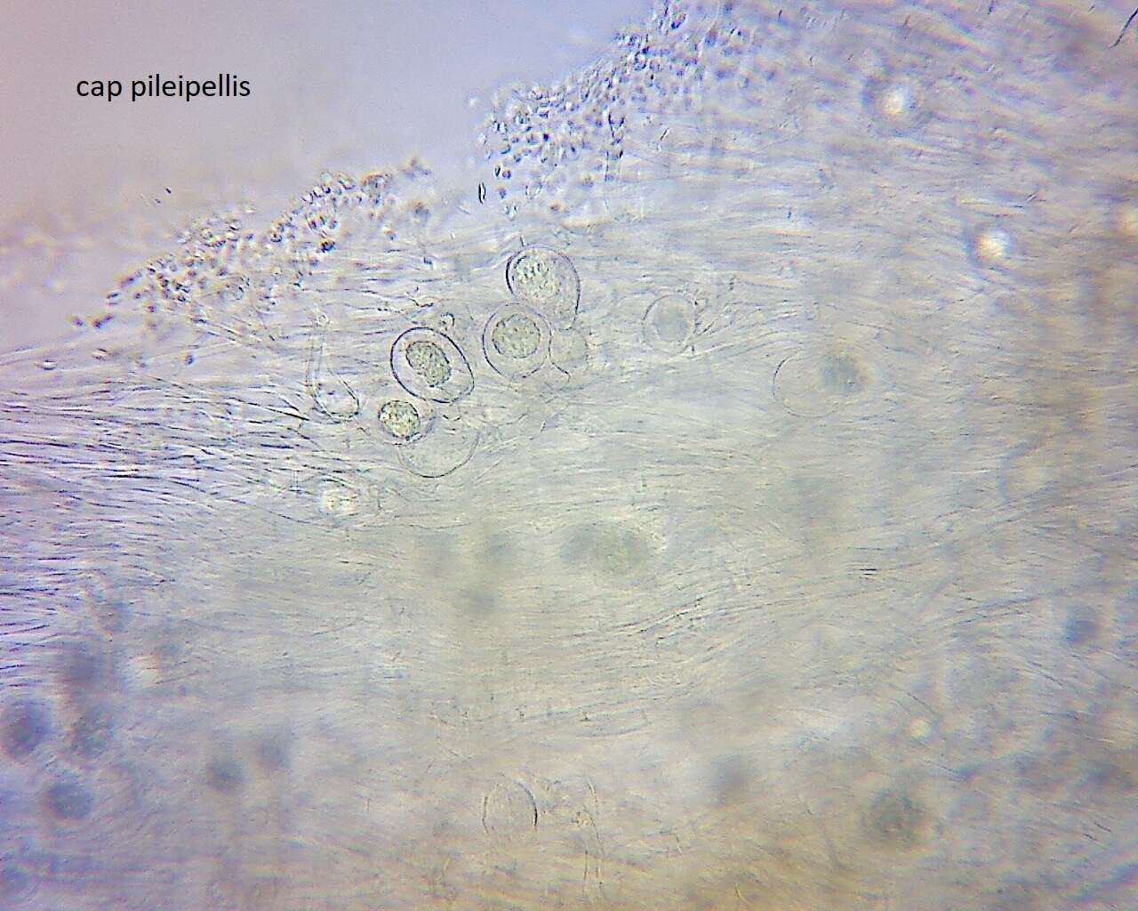 Image of Singerocybe clitocyboides (Cooke & Massee) Zhu L. Yang, J. Qin & Ratkowsky 2014