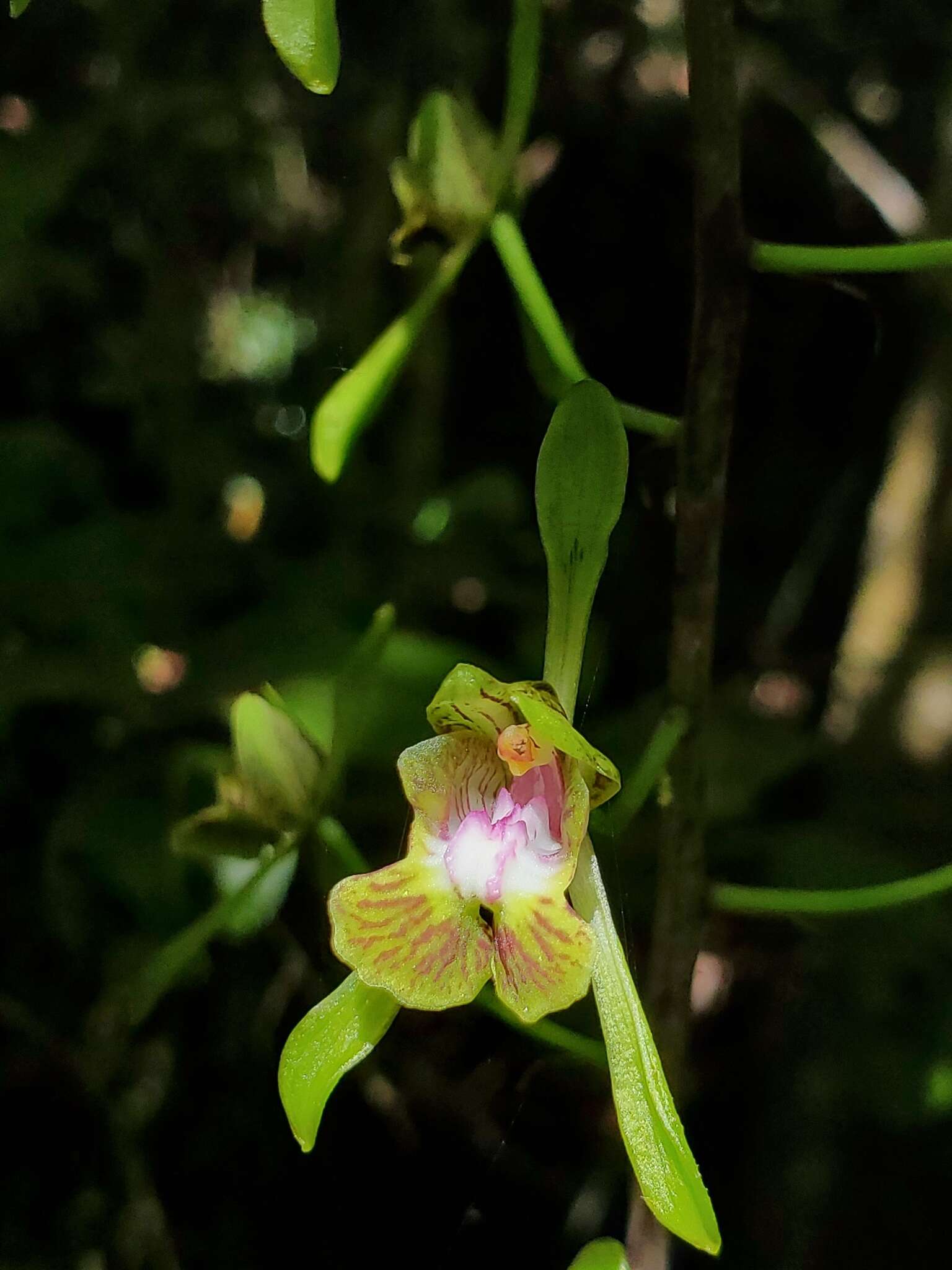 Image de Oeceoclades calcarata (Schltr.) Garay & P. Taylor