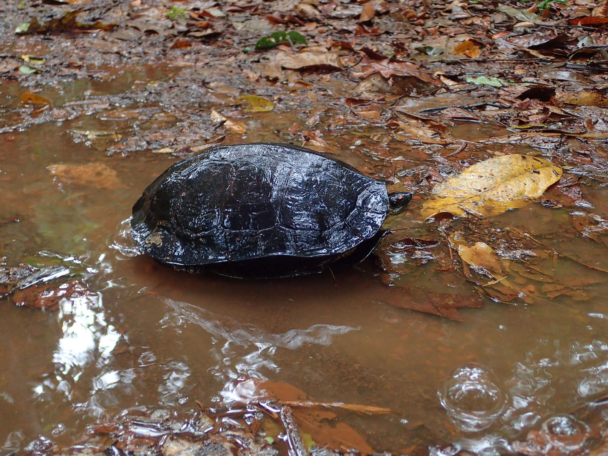 Image of Spot-legged turtle