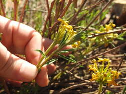 Image of Gnidia capitata L. fil.