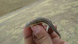 Image of Pleske's Racerunner