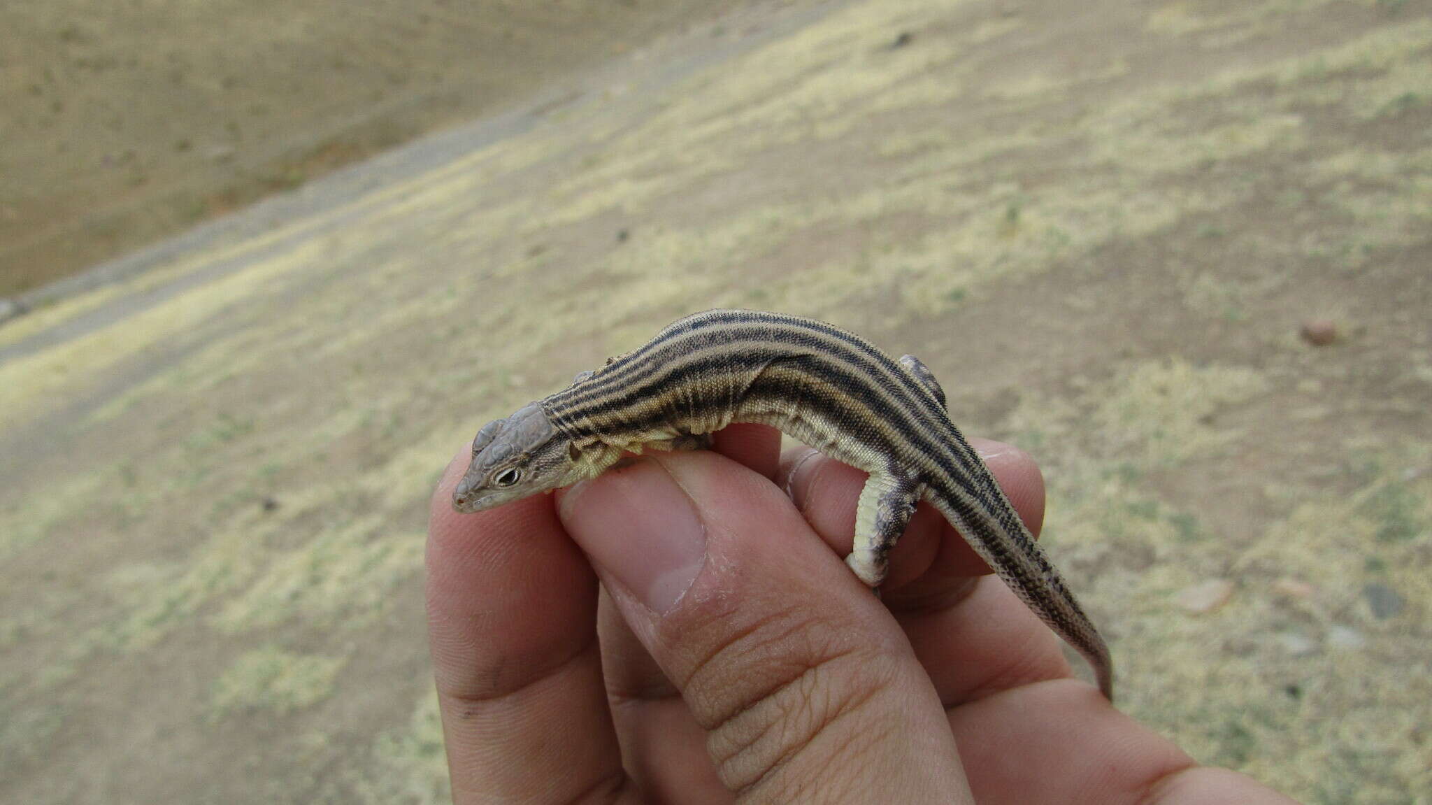 Image of Pleske's Racerunner