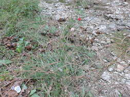 Image of Cypress Vine