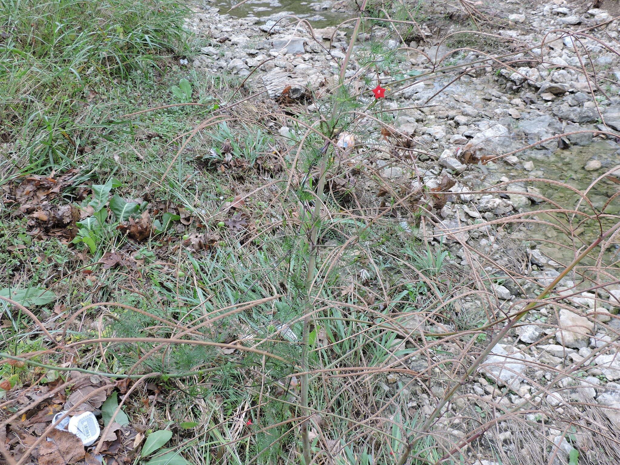 Image of Cypress Vine