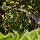 Image of Anhinga anhinga anhinga (Linnaeus 1766)