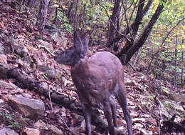 Image of Siberian Musk Deer