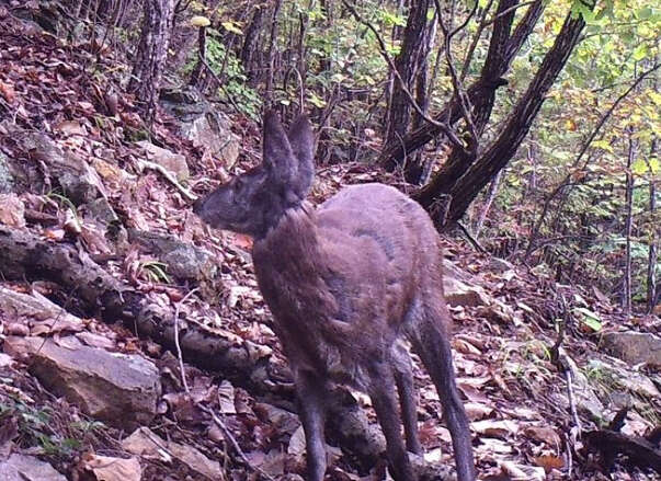 Image of Siberian Musk Deer