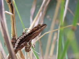 Image of Chiapas Ornate Anole