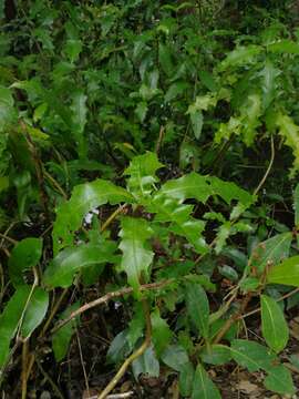 Image de Acanthus ebracteatus M. Vahl