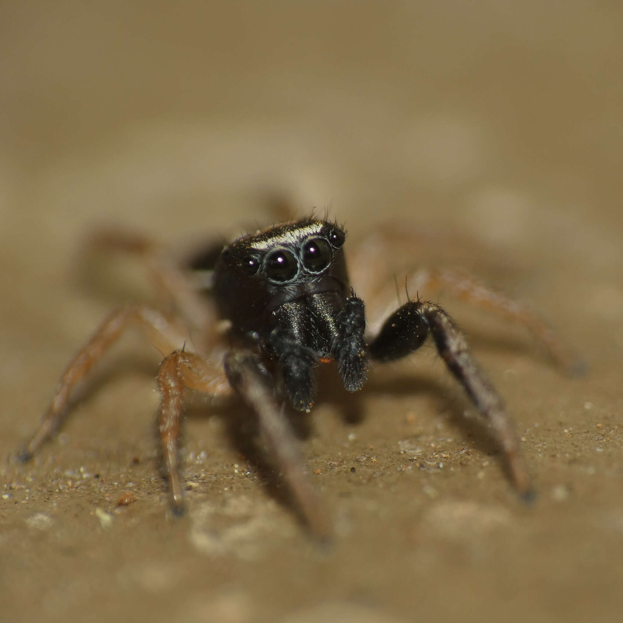 Image of Heliophanus pistaciae Wesolowska 2003