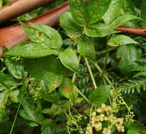 Image of White Elderberry