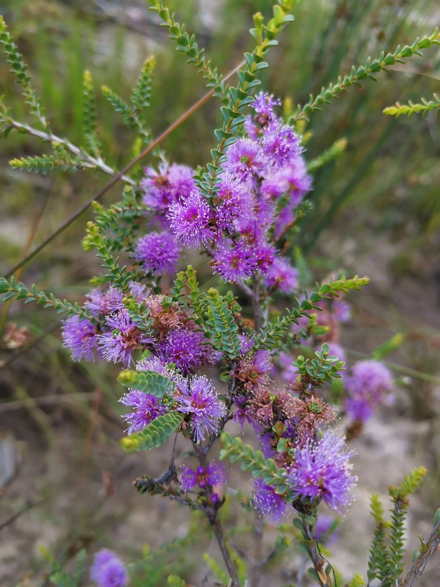 Image of Melaleuca gibbosa Labill.