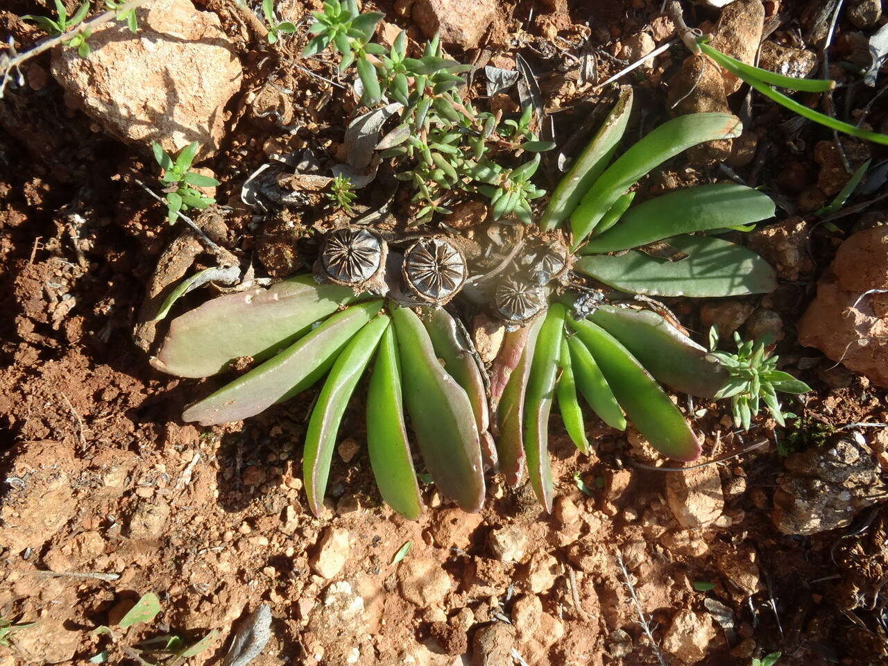 Image of Glottiphyllum longum (Haw.) N. E. Br.