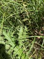 Image de Cirsium tuberosum (L.) All.